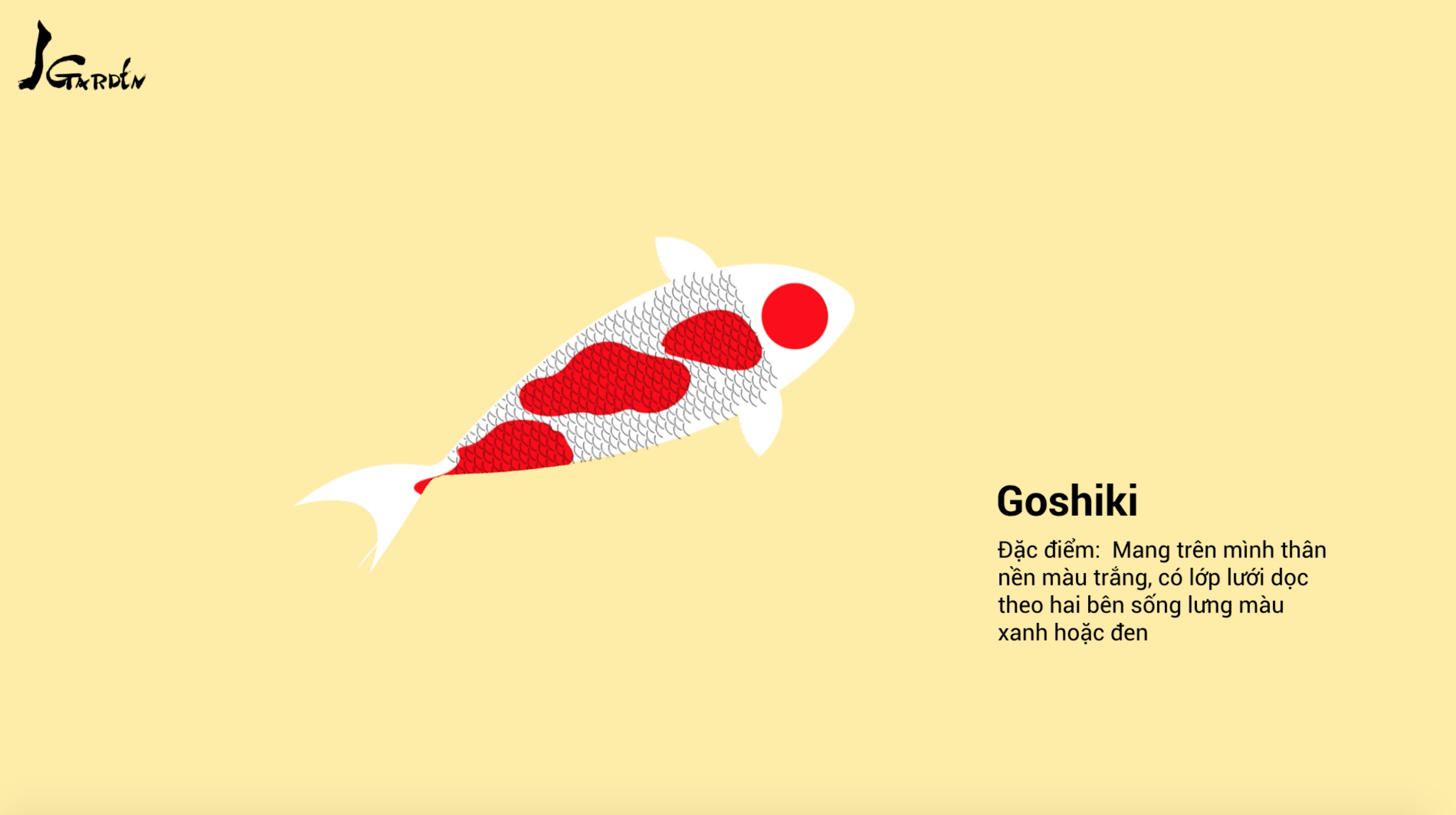 Cá Koi tên Goshiki - J Garden