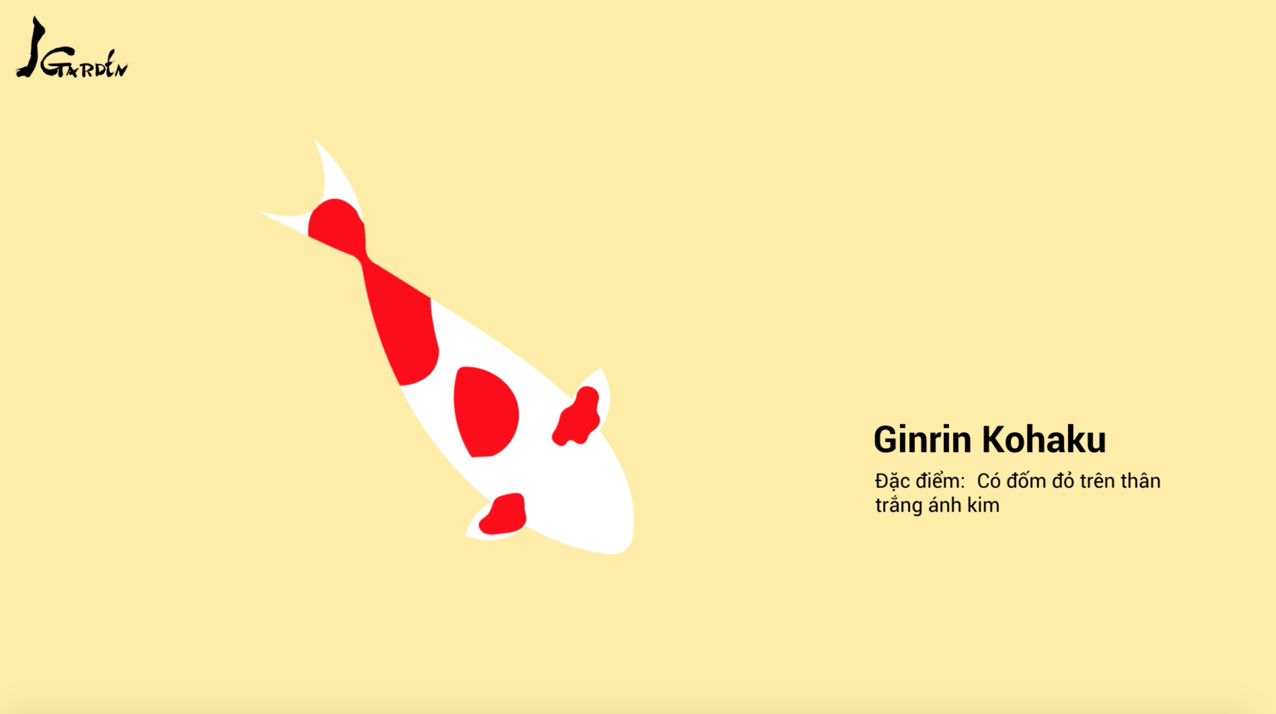 Cá Koi tên Ginrin Kohaku - J Garden