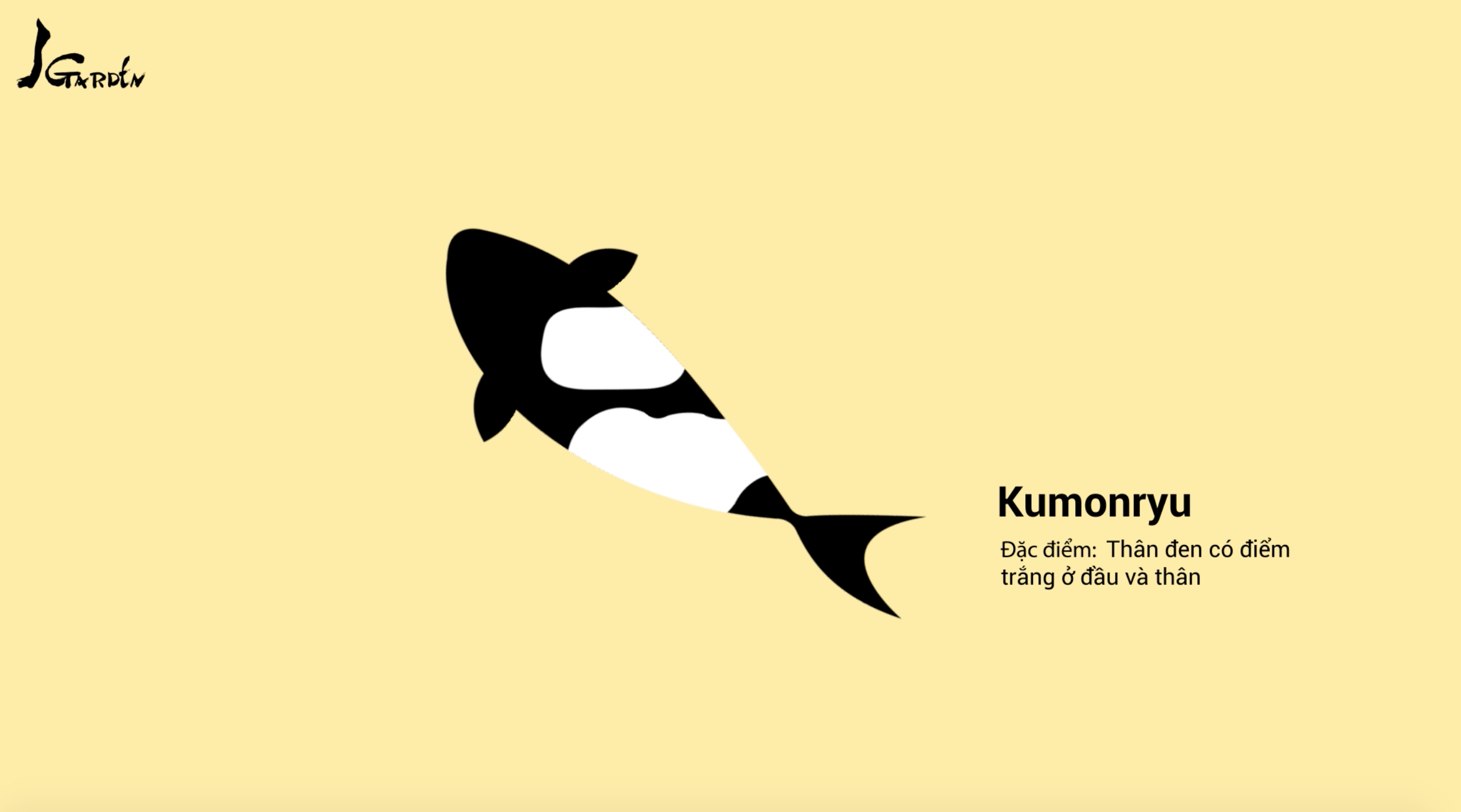 Cá Koi tên Kumonryu - J Garden