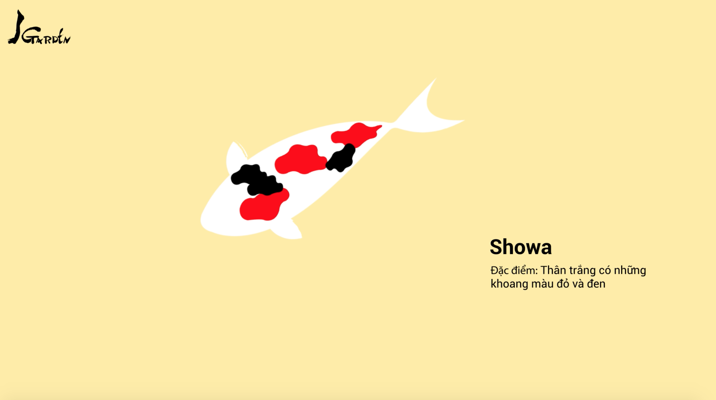 Cá Koi tên Showa - J Garden