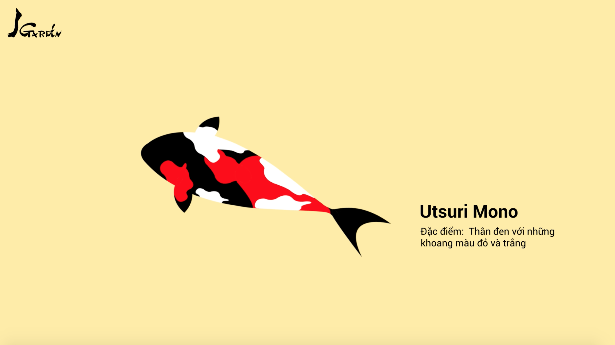 Cá Koi tên Utsuri Mono - J Garden