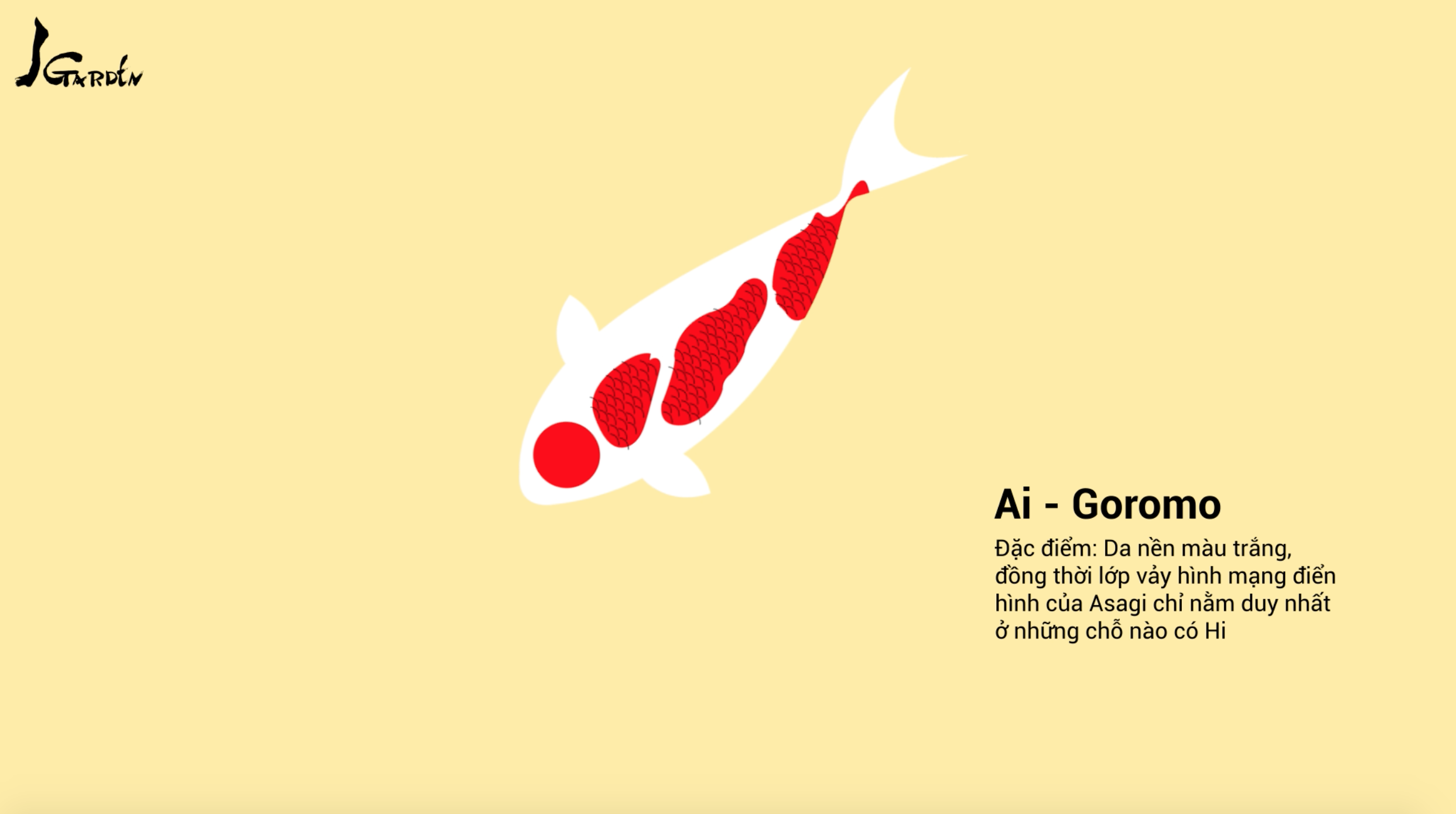 Cá Koi tên Ai Goromo - J Garden