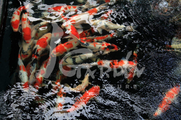 - Hồ cá Koi với những chú cá Koi được nhập khẩu trực tiếp từ Nhật Bản tại JGarden -