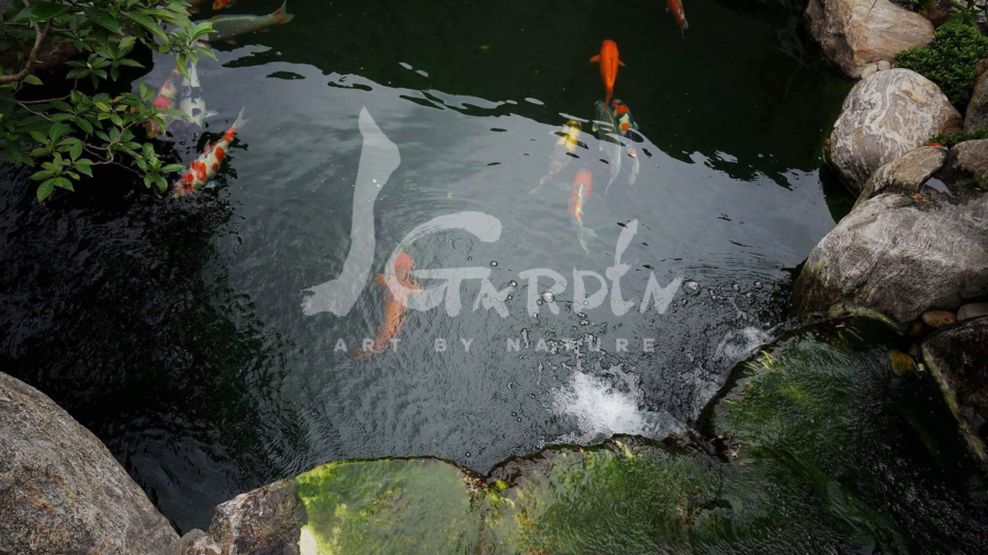 - Hồ cá Koi tại Showroom của JGarden, Quận 7, TP. HCM, Việt Nam -